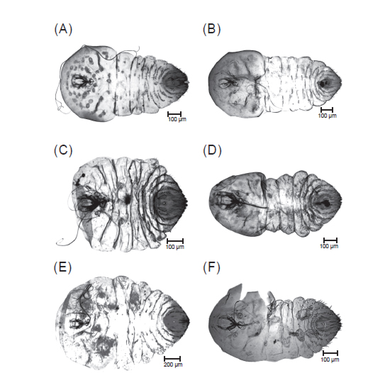 (A) <i>Aulacaspis cambodiensis</i> Takahashi, 1942, (B) <i>Aulacaspis crawii</i> (Cockerell, 1898), (C) <i>Aulacaspis difficilis</i> (Cockerell 1896), (D) <i>Aulacaspis divergens</i> Takahashi, 1935, (E) <i>Aulacaspis fagraeae</i> (Green 1896), and (F) <i>Aulacaspis formosana </i> (Takahashi 1934).