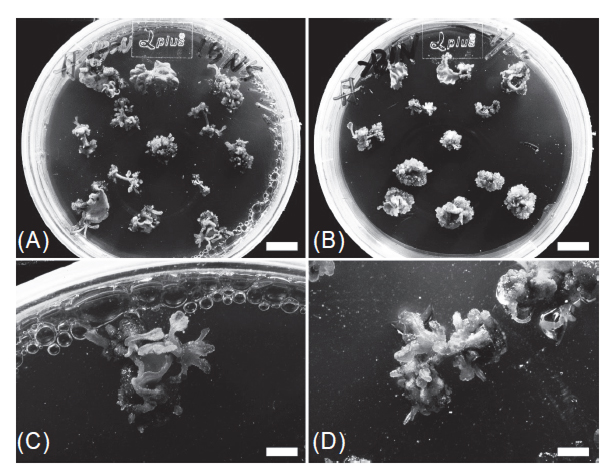 Adventitious shoot induction of <i>in vitro Salvia miltiorrhiza</i> using various explants cultured on medium containing with different plant growth regulators. Adventitious shoots were induced on petiole and leaf segments cultured on the MS medium supplemented with 1 mg L<sup>-1</sup> BA and 0.5 mg L<sup>-1</sup> NAA (A) or 2 mg L<sup>-1</sup> BA and 1 mg L<sup>-1</sup> NAA (B) after 6 wk of culturing under light condition. Multiple adventitious shoots were developed directly on leaf explant (C) and petiole explant (D). Bar = 10 mm in (A) and (B), Bar = 30 mm in (C) and (D).