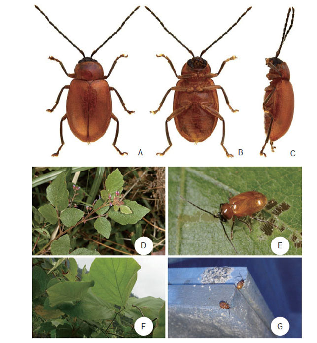<em>Cassena sasajii</em> adult specimens and field photographs. (A) Female, dorsal view, (B) Ditto, ventral view, (C)Ditto, ventral view, (D) Host plant, <em>Desmodium sequax</em>, (E) Adult feeding leaves of <em>Pueraria montana</em>, (F) <em>Pueraria montana</em>, and (G) Overwintering adults becoming active as temperature increased.