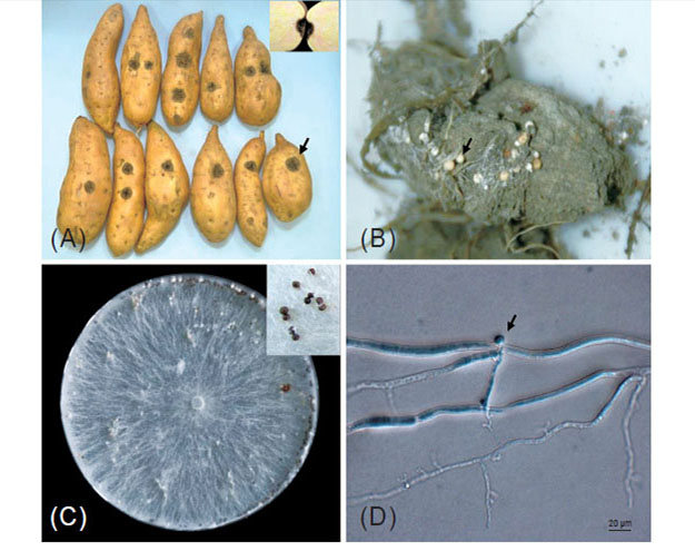 Circular spot symptom (arrow) of naturally infected storage root of sweet potato ‘TN57’ (A) and white to brown sclerotia production on the field soil (B). Colony of <em>Sclerotium rolfsii</em> SCL-003 isolate cultured on PDA showing white mycelium and dark brown sclerotia (C). Clamp connection (arrow) of hyphae in <em>Sclerotium rolfsii</em> SCL-003 cultured on 1.5% WA for 2 days (D).