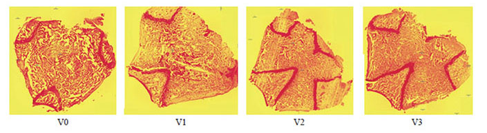 Bone slice of different dietary of ovariectomized rats. V0: OVX rat fed on chow diet, V1: OVX rat fed on chow diet supplemented with 0.125 g kg<sup>-1</sup> BW APE, V2: OVX rat fed on chow diet supplemented with 0.25 g kg<sup>-1</sup> BW APE, and V3: OVX rat fed on chow diet supplemented with 0.5 g kg<sup>-1</sup> BW APE.