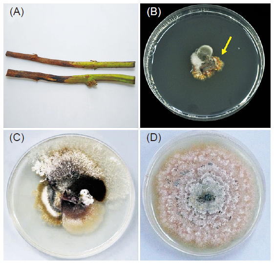 Isolation of <i>Phomopsis destruens</i> from sweet potato with conventional method. (A) Sweet potato with foot rot symptoms, (B) <i>Phomopsis destruens</i> isolation on a lactic acid PDA (APDA) medium, with the arrow indicating a fungal colony of <i>Phomopsis destruens</i>, (C) <i>Phomopsis destruens</i> isolation on an APDA medium, but with the colony covered with non-pathogen fungus, (D) Pure culture of <i>Phomopsis destruens</i> on a PDA medium.