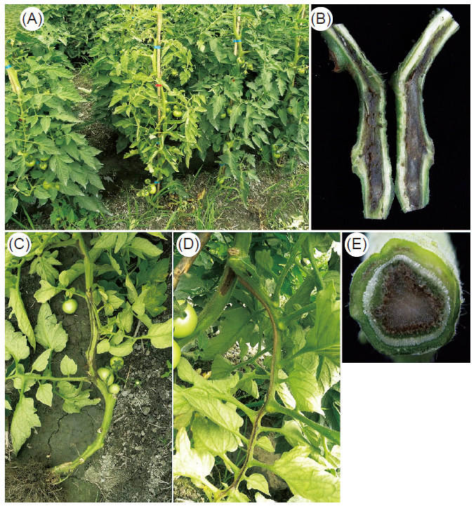 Symptoms of pith necrosis of tomato in the field. Diseased plant chlorosis and decline (A), section of stem displayed vascular browning and pith necrosis symptoms (B), (E), and longitudinal dark brown lesions on stem and side-shoot (C), (D).