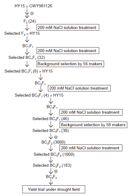 The backcross breeding scheme for transferring the salt-tolerant trait to ‘HY15’ by marker-assisted selection (MAS), with details of the treatment of 200 mM NaCl solution and markers used for background selection. The numbers of plants selected in each generation are indicated in parentheses.