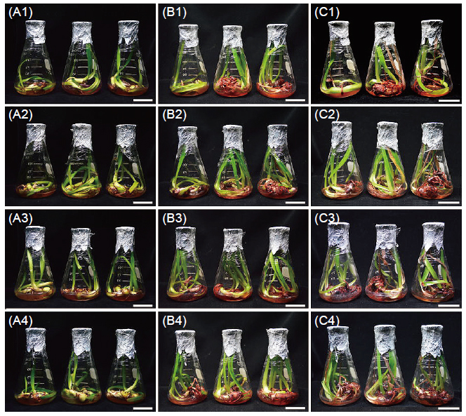 <i>In vitro</i> bulblets growth and rooting of <i>Hippeastrum hybridum</i> ‘Red Lion’. Explants were cultured in MS liquid medium containing 1 mg L<sup>-1</sup> BA, 0.2 mg L<sup>-1</sup> NAA and 6% sucrose with additional 0 (1), 25 (2), 50 (3), and 75 (4) mg L<sup>-1</sup> paclobutrazol, respectively, for 4 (A), 8 (B) and 12 (C) wk of culture. Bars = 5 cm.