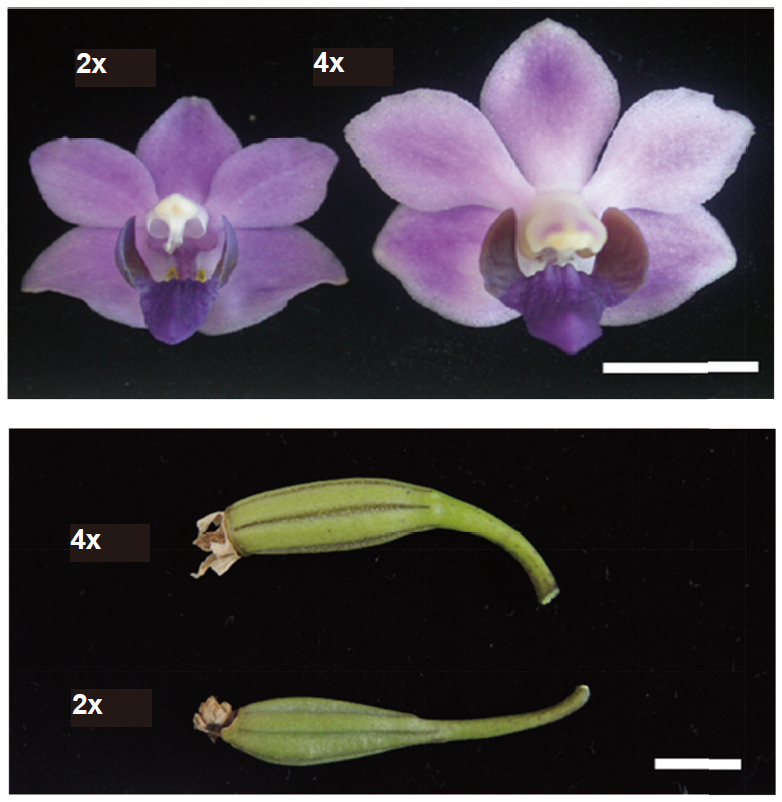 Flower and capsule traits of diploid and tetraploid plants of <i>Phalaenopsis pulcherrima</i> fma. <i>coerulea</i>. Bar = 1 cm.