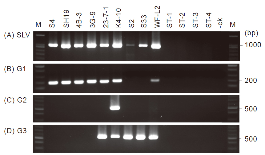 Grouping tests of coat protein genes of shallot latent virus. SLV isolates (S4, SH19, 4B-3, 3G-9, 23-7-1, K4-10, S2, S33, and WF-L2) were identifi ed by RT-PCR (A), and then separately detected by nested-PCR. SLV isolates of group 1 (G1) were showed in (B), group 2 (G2) in (C), and group 3 (G3) in (D).