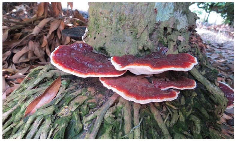 Young basidiocarps of <i>Ganoderma boninense</i> produced on the root and basal stem of an infected betel palm tree.