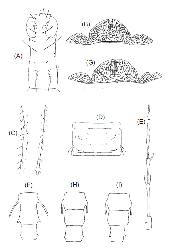 <i>Bactrothrips</i> species: <i>brevitubus</i> Takahashi (Type male A–F): (A) head, (B) pelta, (C) tergite X, (D) tergite VII, (E) shape of antenna with sense cones on segments III and IV, (F) male tubercles on abdominal segments VI–VIII, (G) pelta of <i>honoris</i>, (H) tubercles of <i>flectoventris</i>, and (I) tubercles of <i>pictipes</i> and <i>B. honoris</i> (the same).