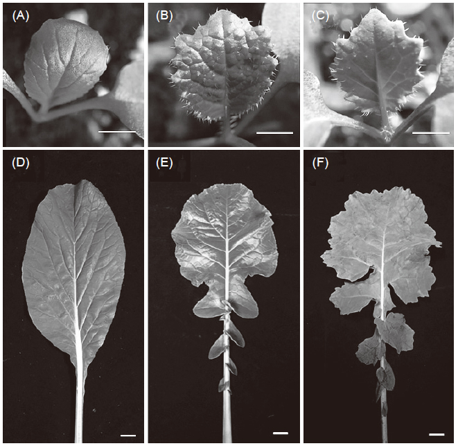 The phenotypes of young leaves and mature leaves in ‘Nongxing 80 days’ (A, D), ‘Deza oil No. 18’ (B, E), and successful F1 hybrids (C, F). Bar = 1 cm.