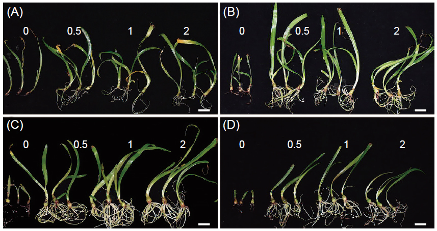 The growth situation of <i>Hippeastrum hybridum</i> Hort. ‘Tainung No. 1’ plantlets while in vitro plantlets cultured on the medium containing various concentrations of sucrose and activated carbon for 10 wk of culture. <i>In vitro</i> plantlets with 3−5 mm bulb diameter were cultured on MS medium containing 1 mg L<sup>-1</sup> 6-benzylaminopurine (BA) and 0.1 mg L<sup>-1</sup> α-naphthalene acetic acid (NAA) with additional various concentrations of 1.5, 3.0, 6.0, 9.0 g L<sup>-1</sup> sucrose (A, B, C, D) and 0, 0.5, 1.0, 2.0 g L<sup>-1</sup> activated charcoal (marked in picture) for 10 wk of culture. Bars = 2 cm.