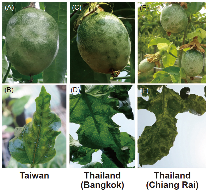 Symptoms of <i>Telosma mosaic virus</i> (TeMV)-infected passiflora in the fields of Taiwan and Thailand. (A) Uneven greening and woodiness on an infected fruit and (B) TeMV-DC6 inoculated <i>Passifl ora</i> sp. showing mosaic symptoms on leaves. Symptoms of woody fruits and mosaic leaves on diseased field passionfuit plants collected in (C, D) Bangkok and (E, F) Chiang Rai, Thailand.