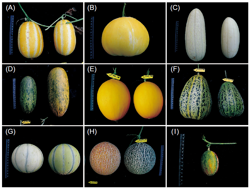 High diversity of melon fruit. (A–B) Makuwa, (C–D) momordica, (E) inodorus, (F) chinensis, (G) cantalupensis, (H) reticulatus, and (I) wild melon.