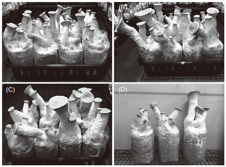 Effects of replacement of rice bran with various percentages of biogas residue and bagasse on the yield of <i>Pleuotus eryngii</i>. Different days after the stimulation of fruiting: (A) Treatment 1 (check), 15 d, (B) Treatment 2, after 14 d, (C) Treatment 3, after 14 d, and (D) comparison of mushroom shape of P. eryngii among three treatments, from left to right were Treatment 1 to Treatment 3. Treatment 1: 60% sawdust with 30% rice bran and 10% wheat middlings, Treatment 2: 60% sawdust with 10% rice bran, 10% wheat middlings, 15% biogas residue and 5% bagasse, and Treatment 3: 60% sawdust with 10% rice bran, 10% wheat middlings, 10% biogas residue and 10% bagasse.