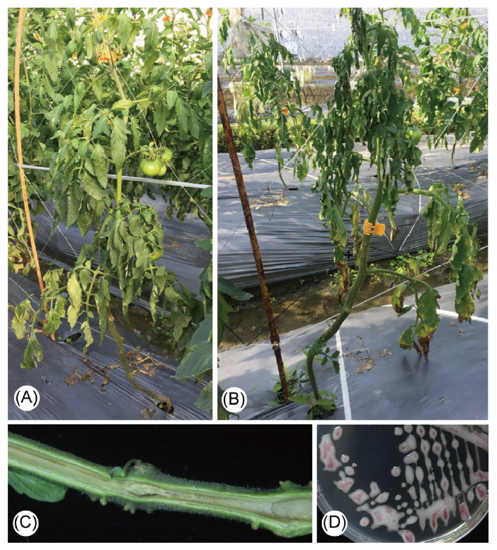 Bacterial wilt of tomato. (A) Diseased tomato plant showing drooping leaves, (B) the whole plant wilt in the severe diseased tomato, (C) the browning of vascular tissues, and (D) the bacterial colony morphology on triphenyl tetrazolium chloride medium.