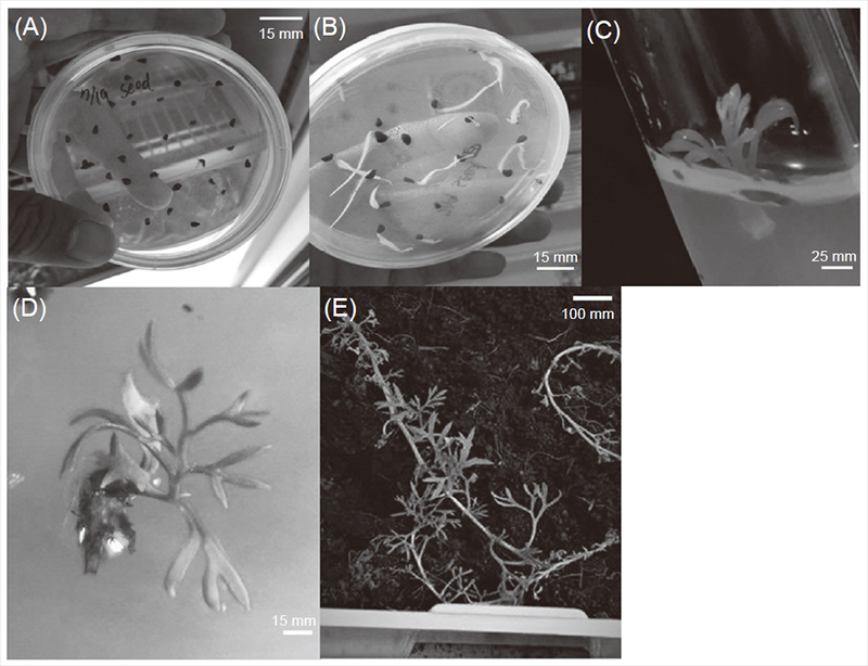 Tissue culture and the development of the rue plants. (A) Collected seeds were grown on the MS (Murashige & Skoog 1962) basal medium, (B) germination of rue seed, (C) generation of multiple shoots from the dissected shoot apex on MS + 4.44 μM 6-benzylaminopurine (BAP), (D) regenerating roots on half strength salt medium containing 5.0 μM indole-3-butyric acid (IBA), and (E) transplantation of whole plants into big plastic boxes.