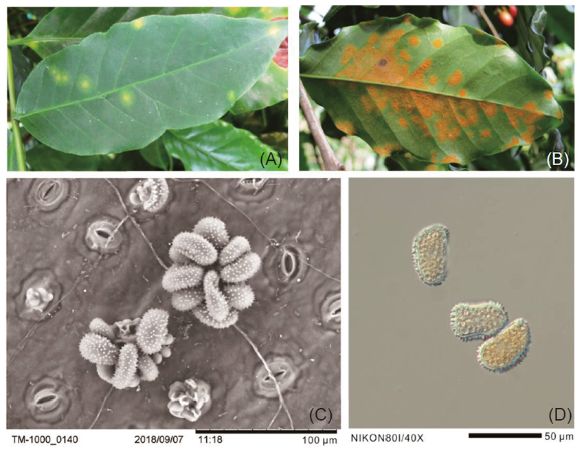 由<i>Hemileia vastatvix</i>引起的咖啡銹病葉片病徵與孢子型態。(A) 感染初期葉面出現淡黃色圓斑；(B) 為葉背上黃橙色粉狀斑；(C) 以SEM 觀察葉背夏孢子堆；及 (D) 光學顯微鏡下觀察之孢子型態。