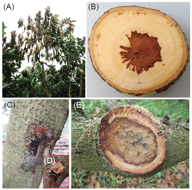 Symptoms of avocado branch canker in the fi eld. (A) Dieback of an affected branch, (B) internal browning in a wilted branch, (C) discolored bark with reddish sap, (D) reddish brown wood underneath the bark, and (E) browning and decay visible in the cross section of an old pruning wound.