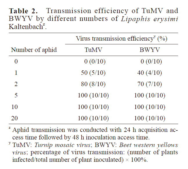 不同偽菜蚜蟲數對於傳播TuMV、BWMV 之影響。