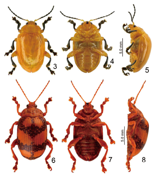 Figs. 3–8.　Habitus of adult <em>Podontia</em> species. 3. <em>P. lutea</em>, male, dorsal view, 4. Ditto, ventral view, 5. Ditto, lateral view, 6. <em>P. dalmani</em>, female, dorsal, 7. Ditto, ventral view, 8. Ditto, lateral view.