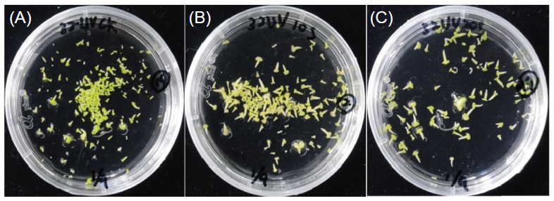 花椰菜DH32 小孢子經UV 照射 (A) 0 s、(B)10 s、(C) 20 s 後，經4 wk 培養後之胚分化情形。