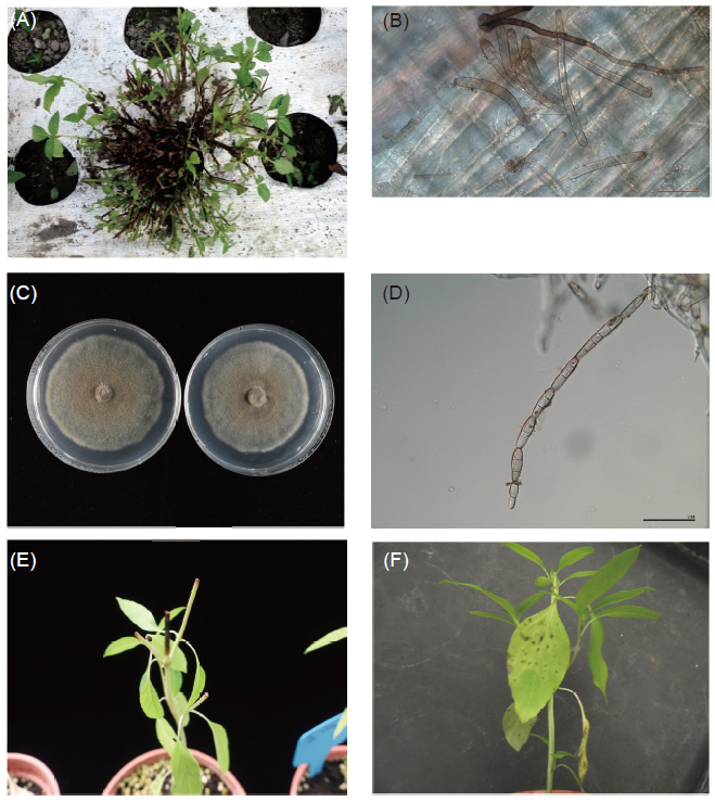 Symptoms of basil dieback disease caused by <em>Corynespora cassiicola</em> and its colony, conidia morphology. (A) symptom in the fi eld, (B) conidia and conidiophore of <em>C. cassiicola</em> on basil diseased shoot section, (C) colony of <em>C. cassiicola</em> grown on potato dextrose agar (PDA) at 25℃ for 14 d, (D) conidia developed in chain, (E) basil shoot symptom caused by <em>C. cassiicola</em> in pathogenicity tests, and (F) basil leaf symptom caused by <em>C. cassiicola</em> in pathogenicity tests. Bar = 50 μm.