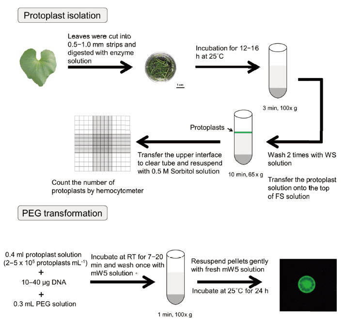 Flowchart illustrating steps of transient transfection in melon protoplasts. WS: wash buffer, PEG: polyethylene glycol.
