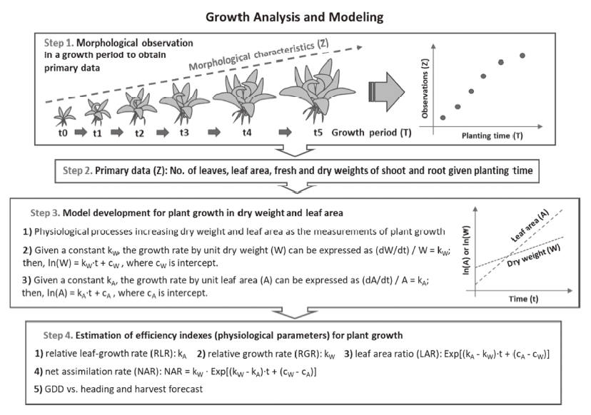 Flowchart of the procedures of growth analysis and modeling for crisphead lettuce in the study.