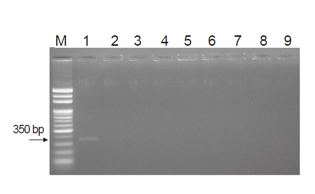 Fig. 2.　Sensitivity detection of reverse transcription-polymerase chain reaction (RT-PCR) for both potatovirus Y (PVY) and pepper mottle virus (PepMoV). Mixed with PVY and PepMoV, 10× serial dilutions of total RNA as templates (1–10-7 ng). Lane M: 100 bp marker