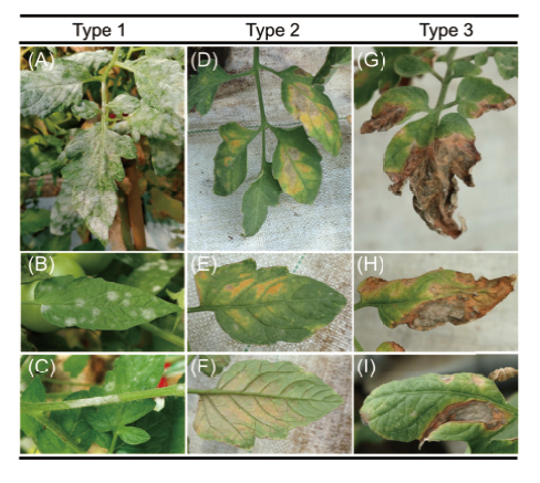 Fig. 1. Three types of symptoms caused by<i>Pseudoidium neolycopersici </i>on large fruit tomatoes in the fi eld. (A– C) type 1 symptom showed white circular pustules on the upper side of leaves, as well as the surface of petioles and stems