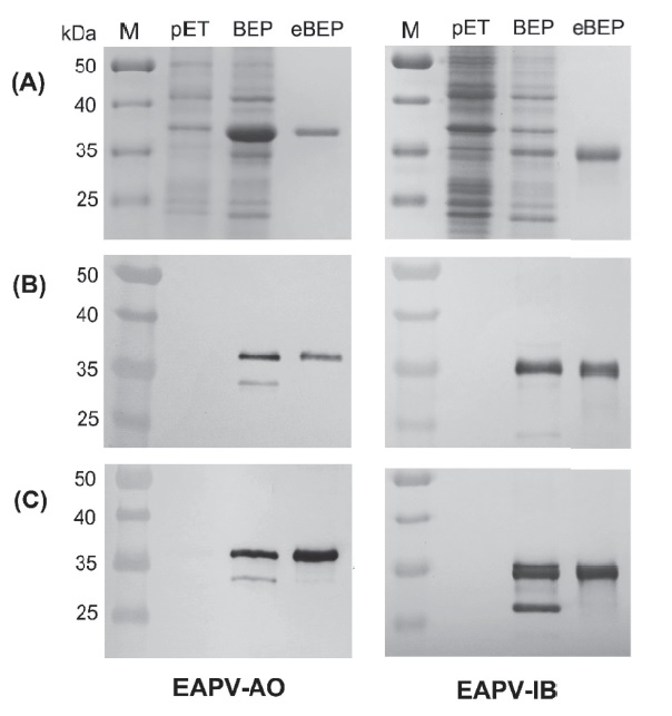 (A) Sodium dodecyl sulfate-polyacrylamide gel electrophoresis (SDS-PAGE) and (B, C) western blotting assays of the bacterial-expressed coat protein (CP) of East Asian Passifl ora virus (EAPV)-AO and EAPV-IB. (A) The bacterial-expressed fusion proteins of EAPV-AO (37 kDa) and EAPV-IB (33 kDa) (lane eBEP) were observed by SDS-PAGE. (B) The monoclonal antibody to <i>Potyvirus</i> purchased from Agdia, and (C) the polyclonal antibodies to EAPV-AO CP and EAPV-IB CP prepared in this study were used to react with the bacterial-expressed viral CPs. Lane M: protein markers, lane pET: IPTG-induced bacterial cell lysate containing the empty vector pET28a(+), lane BEP:IPTG-induced bacterial cell lysate containing pET28a(+) with viral CP insert, and lane eBEP: the purified bacterial-expressed CPs of EAPV-AO and EAPV-IB, respectively.
