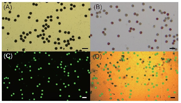 Pollens of ‘Tainan 11’ staining with (A) I2/KI, (B) 2,3,5-triphenyltetrazolium chloride (TTC), (C) fl uorescein diacetate (FDA) under fl orescence light with dark sight, and (D) FDA under fl orescence light with bright sight. Bar = 100 μm.