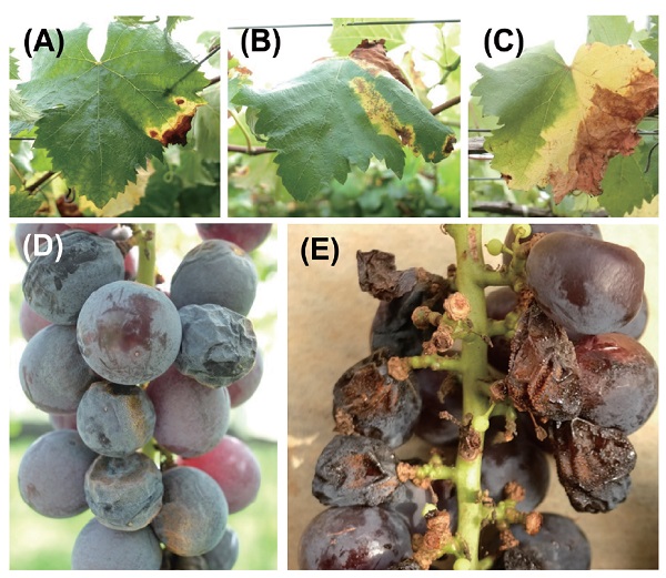 The typical field symptoms caused by <i>Colletotrichum viniferum</i> subclade T, including (A–C) diseased leaves and (D, E) fruits.
