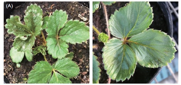 Strawberry mild yellow edge virus (SMYEV) can be detected in strawberry plant leaves (A) showed brown mosaic or (B) asymptomatic symptom.
