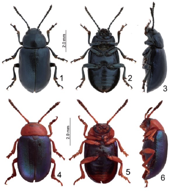 Habitus of adult Gastrophysa species. 1. <i>G. atrocyanea</i>, dorsal view, 2. Ditto, ventral view, 3. Ditto, lateral view, 4. <i>G. polygoni</i>, female, dorsal, 5. Ditto, ventral view, 6. Ditto, lateral view.
