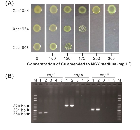 Sensitivity to copper on mannitol glutamate yeast (MGY) medium and detection of copper resistant genes from the <i>Xanthomonas citri</i> subsp. <i>citri</i> strains. (A) Growth of copper resistant strain Xcc1023, copper tolerant strains Xcc1954 and Xcc1808 on MGY medium supplemented with different concentrations of copper. (B) PCR amplification of copper resistance gene fragments of <i>copL</i> (356 bp), <i>copA</i> (870 bp) and <i>copB</i> (531 bp) from <i>Xanthomonas citri</i> subsp. <i>citri</i> strains. Lane M: 1 kb DNA ladder. lanes 1 and 2, copper resistant strain Xcc1004 and Xcc1023. lanes 3, 4 and 5, copper tolerant strains Xcc1942, Xcc1954 and Xcc1808.