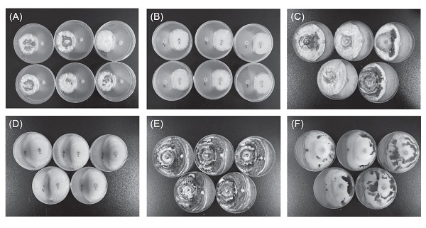 The dual culture assay between <i>Xylaria</i> sp. CYX-1 and <i>Lentinula edodes</i> Br-1 on potato dextrose agar (PDA) media (A, C, E left and B, D, F right was <i>Xylaria</i> sp.). (A–B) Two colonies contacted each other 7 d after inoculation. (C–D) mycelium of shiitake was covered by that of <i>Xylaria</i> sp., and the backsides of the PDA media of the former turned brown 14 d after inoculation. (E–F) surfaces of the colony of <i>Xylaria</i> sp. turned green, and browning of the backside of media became significantly 28 d after inoculation.