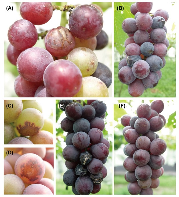 Symptoms of grape fruits (cultivar: ‘Kyoho’) inoculated by <i>Colletotrichum</i> fructicola</i> isolate (A) F215147,(B) F215089 and (C–E) F216037 and (F) water <i>in</i> <i>planta</i>. The 1-month-old grape berries in the orchard were inoculated <i>in</i> <i>planta</i> with the conidia spore suspension (1 × 10 <sub>6</sub> conidia mL<sub>-1</sub>) of the isolates. After veraison, typical symptoms of grape ripe rot appeared on the berries inoculated with these <i>C</i>. <i>fructicola</i> isolates but not with <i>Colletotrichum</i> <i>tropicale</i> isolates F216025 and F212018.