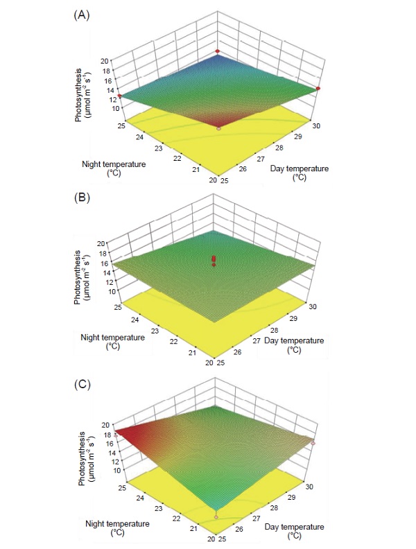 Response surface plots plotted according to results of potted Oncidium, Colmanara Massai ‘White’ (A) 200 μmol m<sup>-2</sup> s<sup>-1</sup>, (B) 300 μmol m<sup>-2</sup> s<sup>-1</sup>, and (C) 400 μmol m<sup>-2</sup> s<sup>-1</sup>.