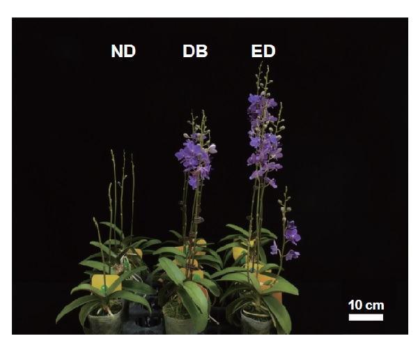 Effects of 6-months daylength on percentage of stalk emergence and blooming of <i>Rhynchonopsis</i> Tariflor Blue Kid ‘1030-4’. ND: natural daylength, DB: dark break, ED: extended daylength.