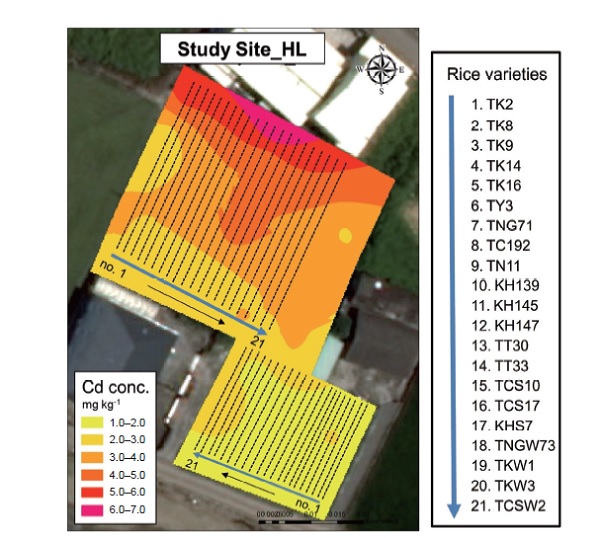 Spatial distribution of soil total Cd concentrations (mg kg<sup>-1</sup>) in the Houli (HL) study site.