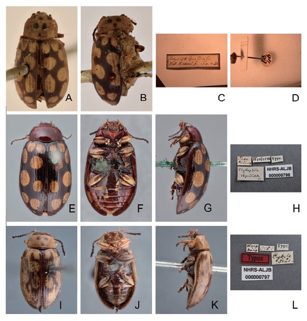 Fig. 1.　Type specimens and labels of <i>Phola octodecimguttata</i> and its synonyms. A–D: <i>Chrysomela octodecimguttata</i>, A. lectotype, dorsal view, B. paralectotype, dorsal view, C. one label, D. the circle label pinned with damaged syntype, E–H: <i>Phyllophila sedecimpustulata</i>, E. holotype, dorsal view, F. ditto, ventral view, G. ditto, lateral view, H. labels, I–L: <i>Chalcolampra</i> (<i>Phyllophila</i>) <i>Cybele</i>, I. holotype, dorsal view, J. ditto, ventral view, K. ditto, lateral view, L. labels.