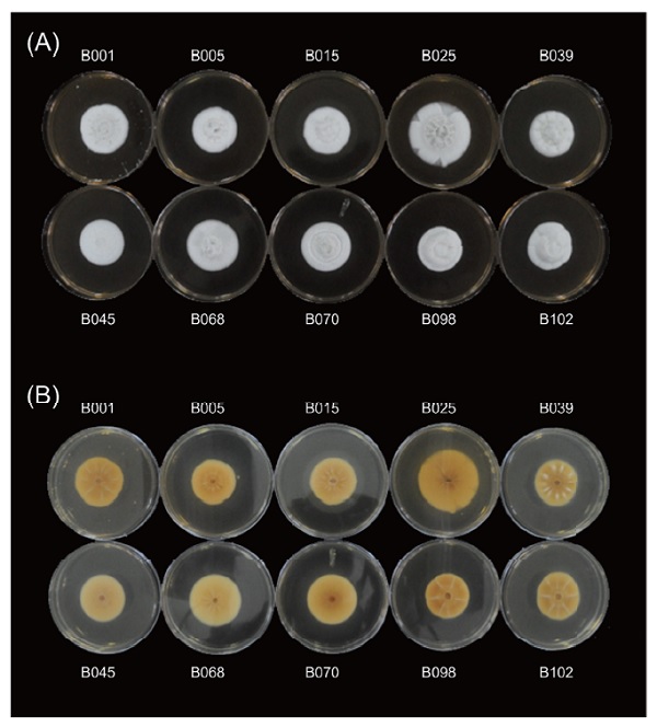 Fig. 2.　Colony morphology of the <i>Beauveria bassiana</i> isolates cultured on Sabouraud dextrose agar with yeast extract for 14 d. (A) top view and (B) reserve view.