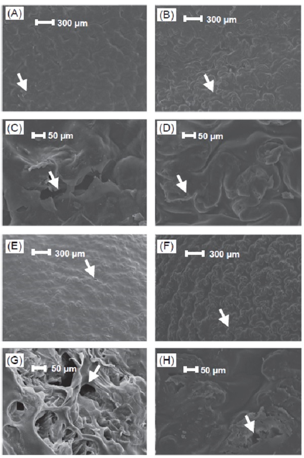 Fig. 3. The SEM photographs (15 kV, 150×、700×) of seed coat for control check (CK) of eggplant varieties (A and B) ‘A105’ and (E and F) ‘A108’ and for those photographs (C and D for ‘A105’, G and H for ‘A108’) treated with high-voltage electrostatic fi eld (HVEF) at the intensity of 0.5 kV cm-1 600 s by scanning electron microscope (SEM). The white arrows are the cracks of the seed coat.