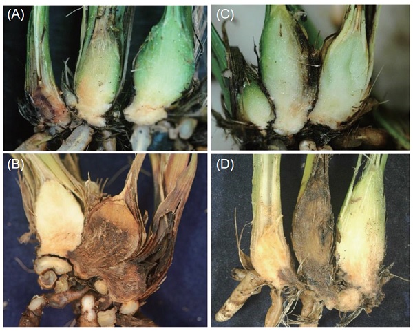 Fig. 1.　Pathogenicity tests of <i>Fusarium oxysporum</i> on Oriental cymbidiums. Symptoms of (A, B) young and (C, D) mature pseudobulbs by inoculation with <i>F. oxysporum</i> Fo-50 on the wounded pseudobulbs (A, C) 3 wk and (B, D) 5 wk after inoculation.