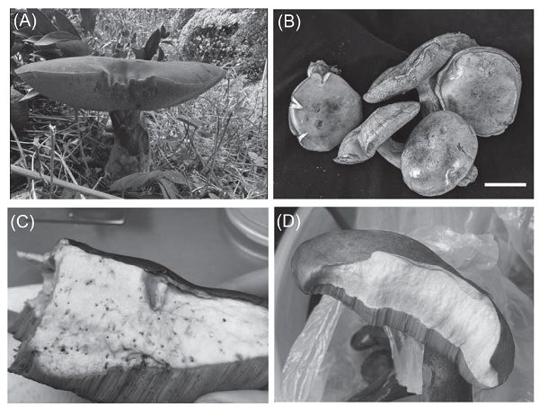 Fig. 1. The fruiting bodies of <i>Phlebopus</i> sp. samples. (A) Ph-1 and (B–D) Ph-2. Both fruiting bodies were medium to large in size with a dark brown surface. (C–D) Upon vertical sectioning, light yellow sponge-like tissues were observed. Scale bar = 50 mm. (The size of the Ph-1 fruiting body was not measured.)