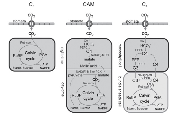 Fig. 2. Schematic diagram of photosynthetic pathways in C<sub>3</sub>, C<sub>4</sub>, and crassulacean acid metabolism (CAM) plants (Adapted from Dehigaspitiya <i>et al</i>. 2019)