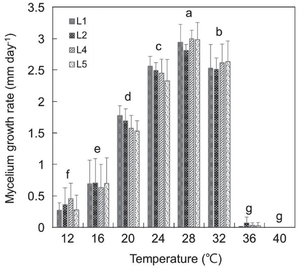 Fig. 1. The average daily mycelium growth rate (mm day<sup>-1</sup>) of four pathotype clusters of rice blast fungus cultured on potato dextrose agar medium under different temperatures. Error bars represent the standard errors of the mean values of 5 isolates within the cluster. The same lowercase letters above the gray bars indicate that the mean values are not significantly different at <i>P</i> < 0.05 among the temperature subgroup.