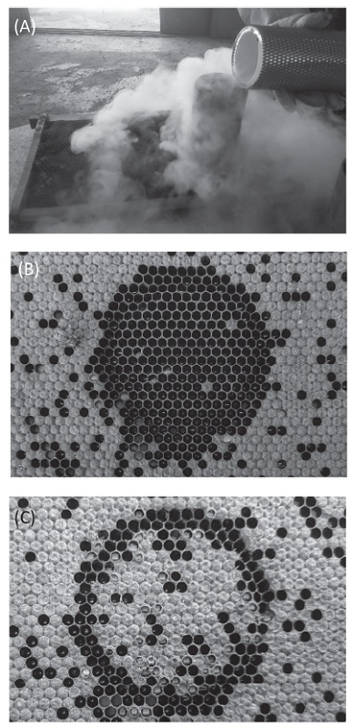 Fig. 1. Evaluation of hygienic behavior in bee colonies with liquid nitrogen. (A) Liquid nitrogen is poured into capped frames. (B) A hygienic bee colony removes dead pupae from the capped frame. (C) A non-hygienic bee colony fails to remove dead pupae from the capped frame.