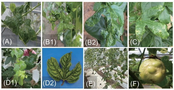 Fig. 1. Virus-like symptoms identified in passionfruit fields in Okinawa Prefecture, Japan: (A) leaf curling, (B1) new shoot stunting, (B2) leaf stunting, (C) leaf surface cracking, (D1) yellowing of leaves, (D2) yellowing between leaf veins, (E) reduced vigor, and (F) fruit malformation.
